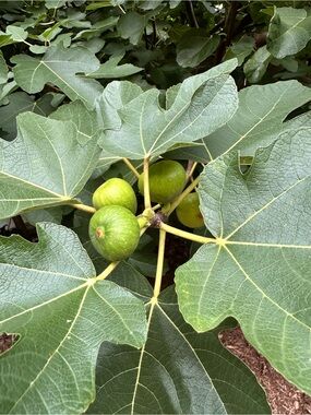 Sun Dried Organic Fig Leaves For Aromatic Herbal Tea Infusion